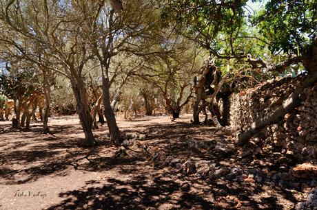 ANTES Y DESPUÉS; CÓMO ACONDICIONAR UN BOSQUE