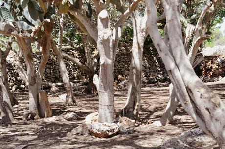 ANTES Y DESPUÉS; CÓMO ACONDICIONAR UN BOSQUE