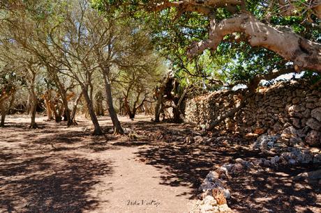 ANTES Y DESPUÉS; CÓMO ACONDICIONAR UN BOSQUE