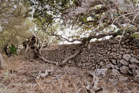 ANTES Y DESPUÉS; CÓMO ACONDICIONAR UN BOSQUE