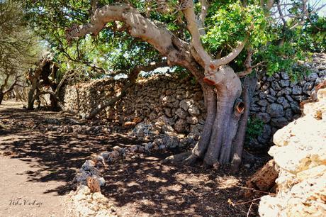 ANTES Y DESPUÉS; CÓMO ACONDICIONAR UN BOSQUE