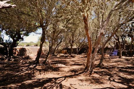 ANTES Y DESPUÉS; CÓMO ACONDICIONAR UN BOSQUE