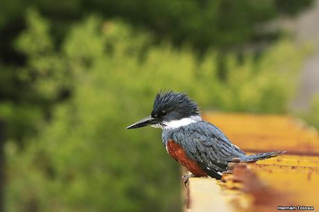 Matraca en el Meliquina