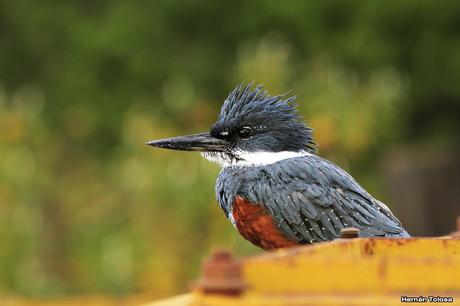 Matraca en el Meliquina