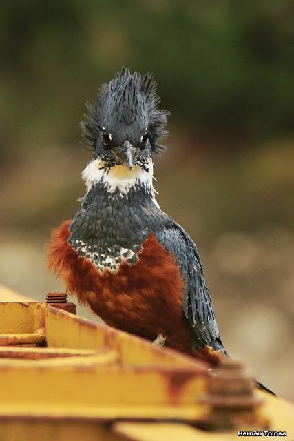 Matraca en el Meliquina