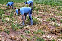 CEBOLLA FUENTES DE EBRO