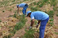 CEBOLLA FUENTES DE EBRO