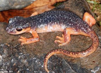 Tritón del Cáucaso