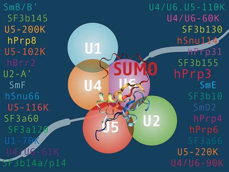 Una nueva fábrica de proteínas