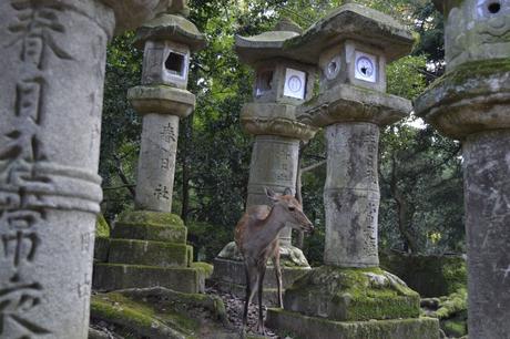 Kasuga Taisha