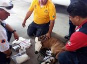 rescata venado deambulaba desagüe Españita