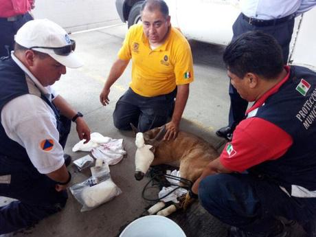 PCM rescata venado que deambulaba en el desagüe del Río Españita