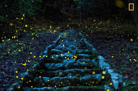 Estas son las fotos ganadoras del concurso National Geographic Travel Photographer of the Year 2017 Yourshot Tpoy Nature Hm2 Takafuji