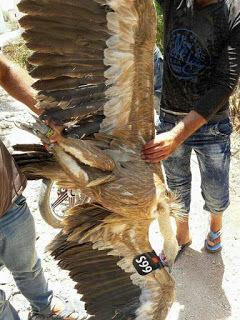 Otra delirante acusación contra Israel: los buitres espía del Mossad.