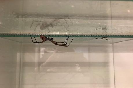 La seda de araña podría utilizarse para reparar nervios rotos