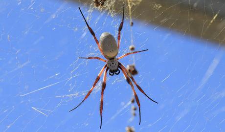 La seda de esta araña puede hacer crecer tus nervios de manera acelerada