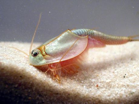 El Triops no habia sido visto desde hace mas de sesenta años