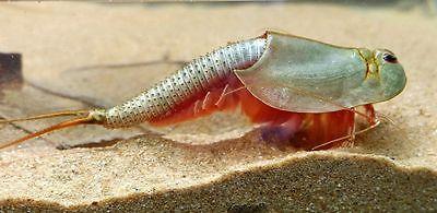 El Triops resurgió de manera inesperada y ahora buscan protegerlo