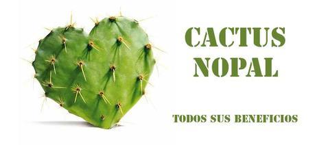 cactus nopal todos sus beneficios