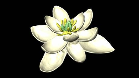 Esta es la primera flor que apareció en el planeta y dio origen a las demás