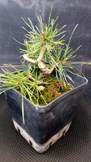 2 Bajas y 4 proyectos nuevos