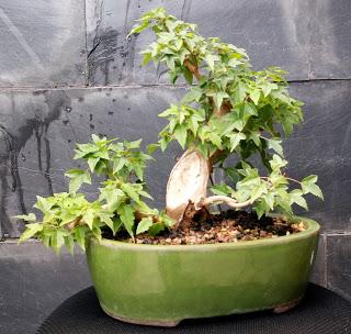 2 Bajas y 4 proyectos nuevos