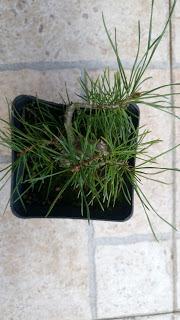 2 Bajas y 4 proyectos nuevos