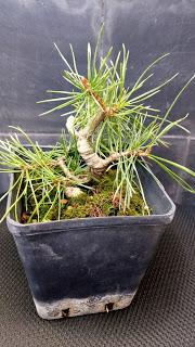 2 Bajas y 4 proyectos nuevos