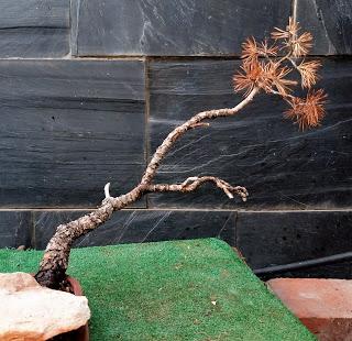 2 Bajas y 4 proyectos nuevos