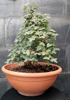 2 Bajas y 4 proyectos nuevos