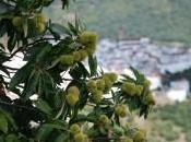 PenyagolosaTrails obtiene certificación 20121:2012 gestión eventos sostenibles