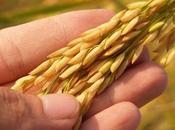 Receta Pastelitos Arroz Caseros Nutrición Deportiva