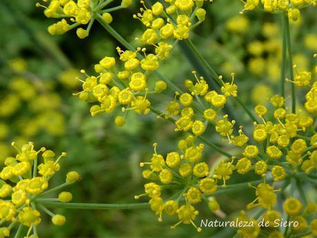 Conocimientos tradicionales botánicos (I)