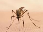 Cuidate mosquitos