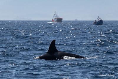 Orcas en el estrecho (I): sueño cumplido