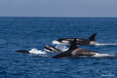 Orcas en el estrecho (I): sueño cumplido