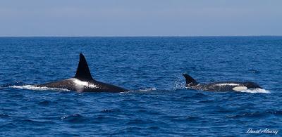 Orcas en el estrecho (I): sueño cumplido