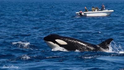 Orcas en el estrecho (I): sueño cumplido