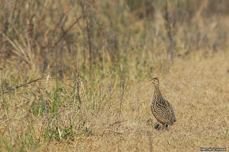 Salida en el día de la Bandera