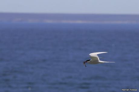 Gaviotinera en Punta Loma