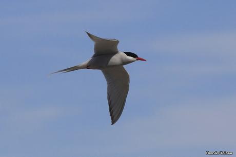Gaviotinera en Punta Loma