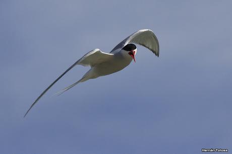 Gaviotinera en Punta Loma