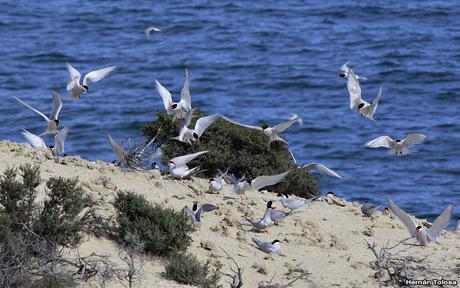 Gaviotinera en Punta Loma