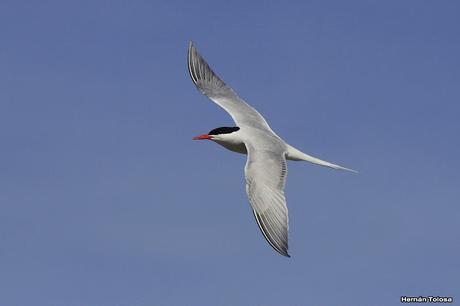 Gaviotinera en Punta Loma