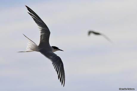 Gaviotinera en Punta Loma
