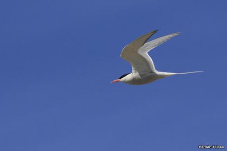 Gaviotinera en Punta Loma
