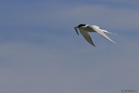 Gaviotinera en Punta Loma