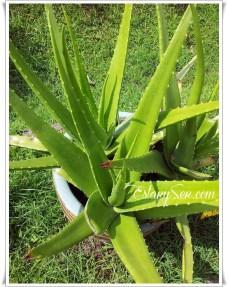 5 Productos esenciales para el cuidado de tu bebe