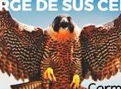 halcón diosdado cabello resurge cenizas