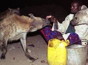 "hombres hiena" Harar alimentan mano hienas salvajes cada noche